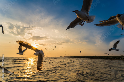 Flock Seagull are Flying on sunset background  Bang poo  Samutpragan  Thailand .