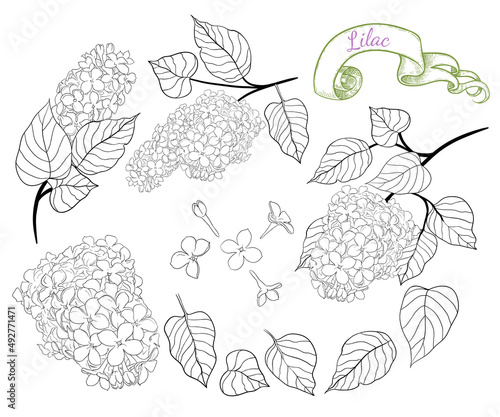 A set of linear drawings with various branches of lilac, flowers and leaves.Vector hand drawn monochrome illustration.Collection of lilacs.