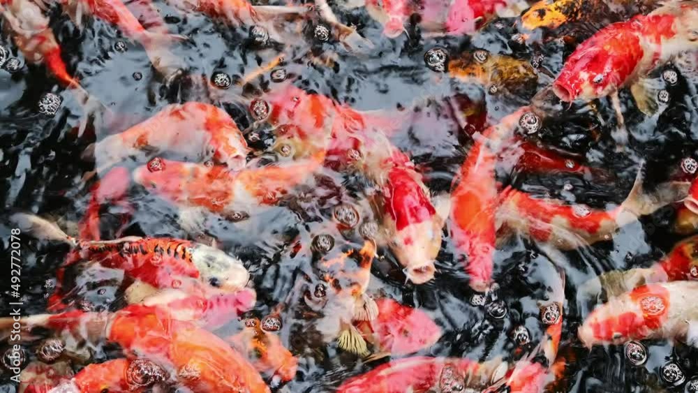 Koi fish or carp fish swimming in pond. It golden red orange black and yellow of body koi fish. fish swimming in the pond. It more colorful varieties in outdoor pool. Koi fish or carp fish swimming in pond. It golden red orange black and yellow of body koi fish. fish swimming in the pond. It more colorful varieties in outdoor pool.