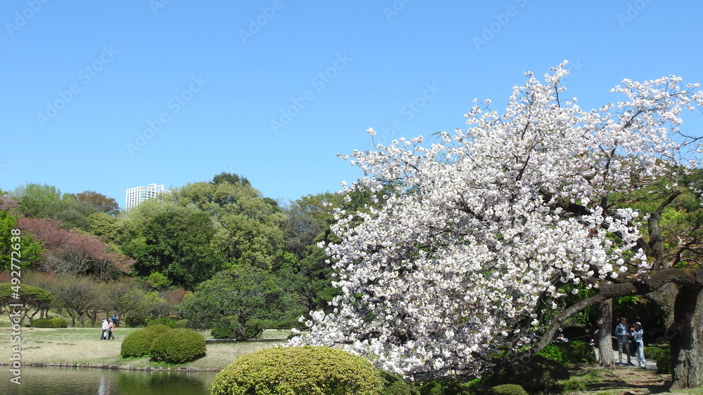 Obraz premium Spring