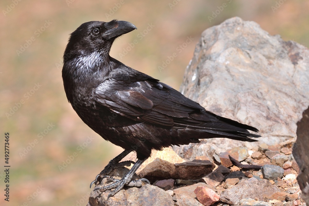 Fototapeta premium Ein Kolkrabe (Corvus corax), Raven, auf Fuerteventura.