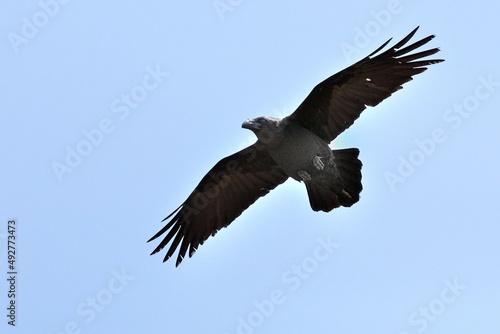 Ein fliegender Kolkrabe  Corvus corax   Raven  auf Fuerteventura.