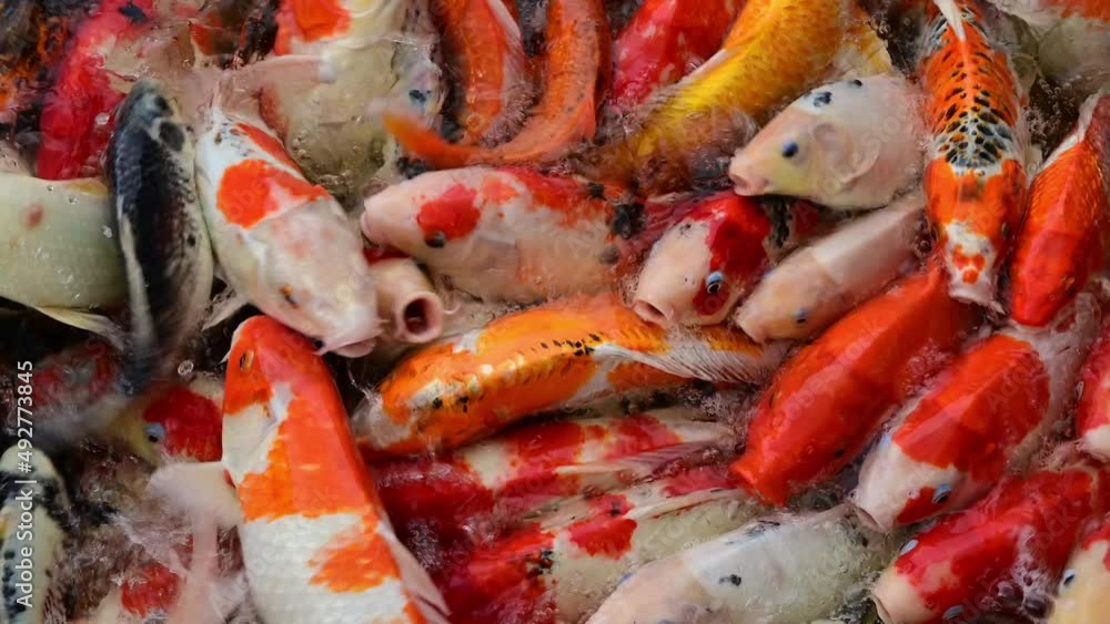 Koi fish or carp fish swimming in pond. It golden red orange black and yellow of body koi fish. fish swimming in the pond. It more colorful varieties in outdoor pool. Koi fish or carp fish swimming in pond. It golden red orange black and yellow of body koi fish. fish swimming in the pond. It more colorful varieties in outdoor pool.