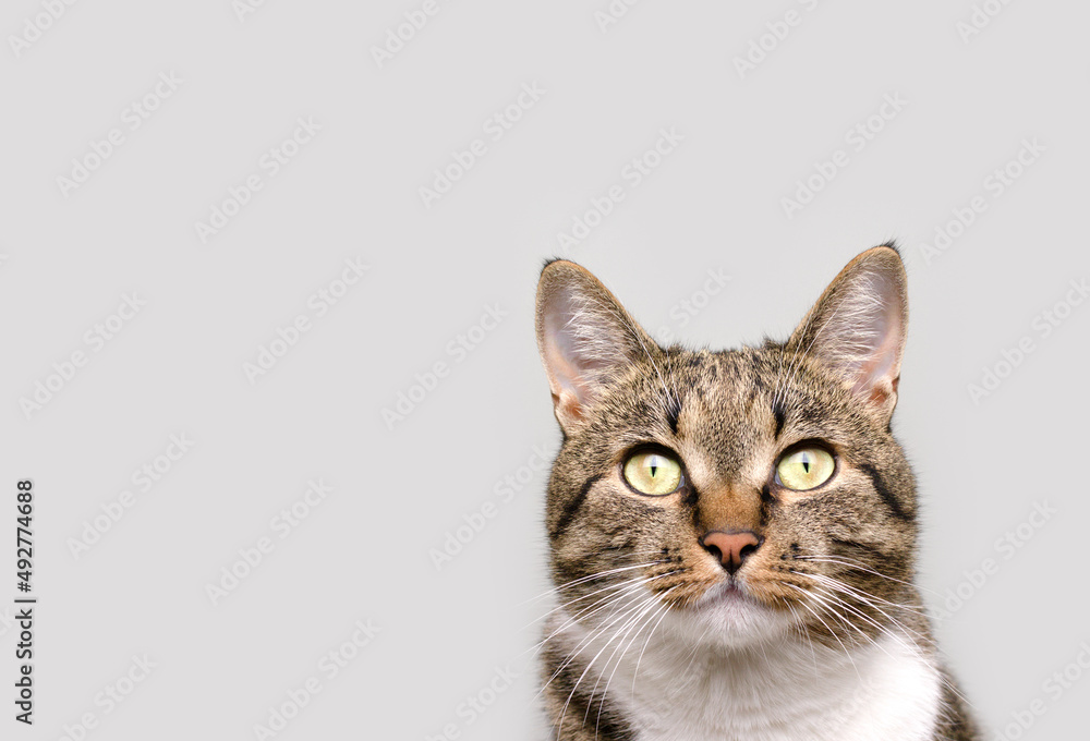 Portrait of gray shorthair domestic tabby cat in front of gray background. Selective focus. Portrait of gray shorthair domestic tabby cat in front of gray background. Selective focus.