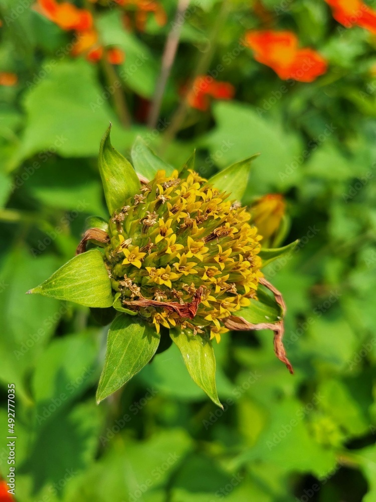 bee on flower