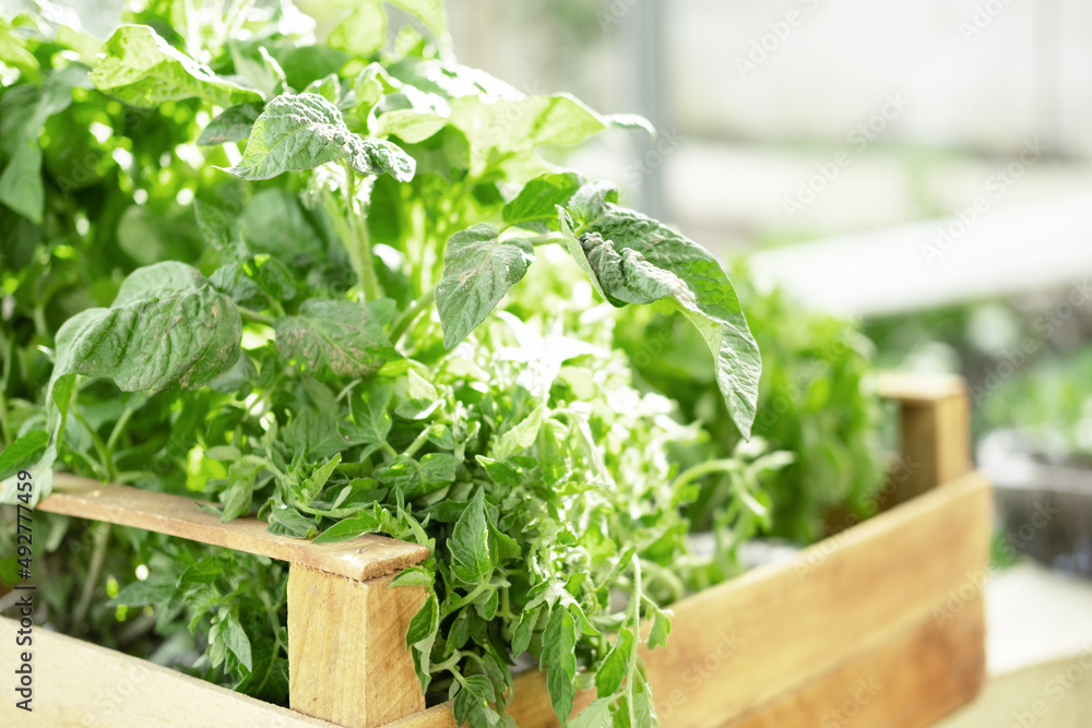 A young fresh tomato seedling in a wooden box A young fresh tomato seedling in a wooden box