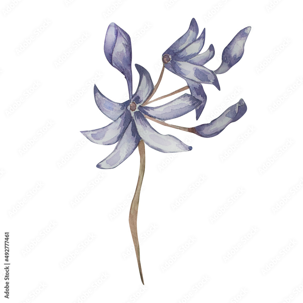 Purple spring flower watercolor illustration of primula