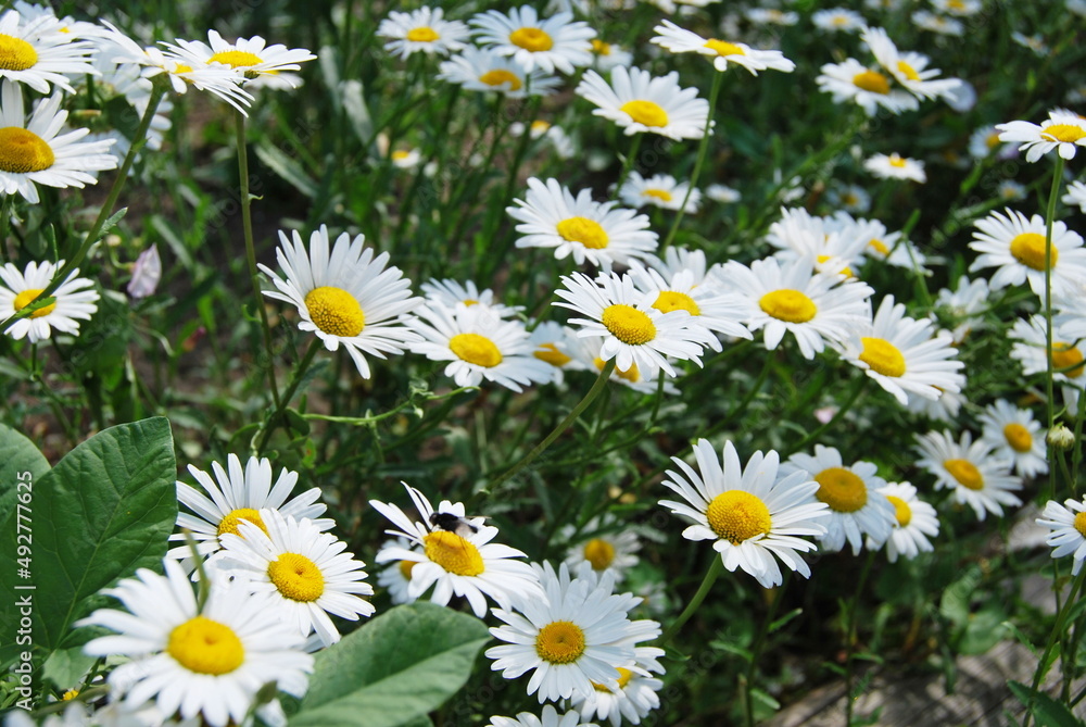 Fototapeta premium Summer glade of daisies