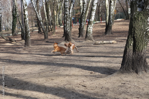 Fototapeta Naklejka Na Ścianę i Meble -  Dogs play in the garden