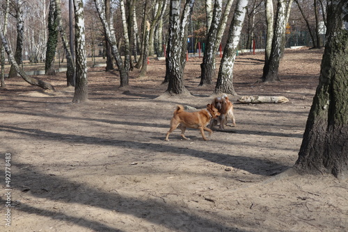 Fototapeta Naklejka Na Ścianę i Meble -  Dogs play in the garden