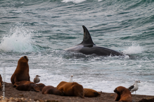 Killer whale hunting sea lions,Peninsula Valdes, Patagonia Argentina