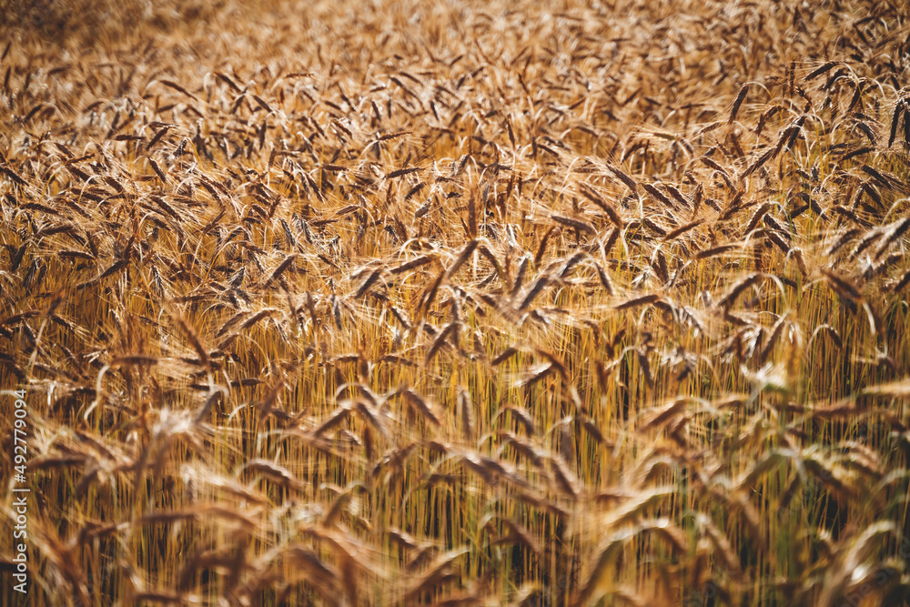 Agricultural rye or wheat field background during summer sunset back light with details on kernels and straws Agricultural rye or wheat field background during summer sunset back light with details on kernels and straws
