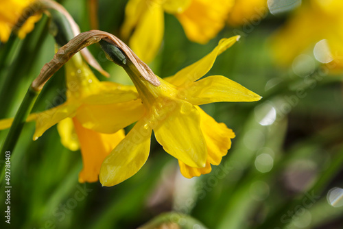 Photography Bright yellow daffodils blooming during Spring season