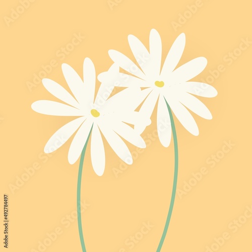 Billede på lærred pâquerettes marguerites fleurs sur fond orange