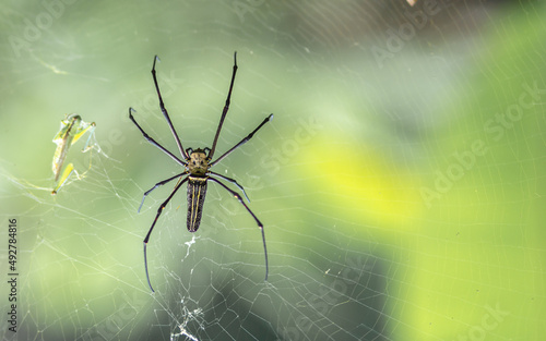  Close up, banana spider or giant wood spider. © M photography id