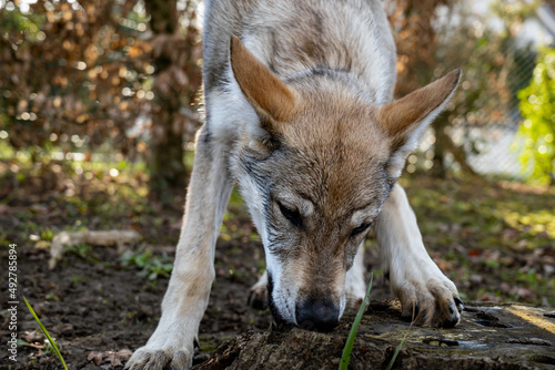 Chien-loup tchécoslovaque