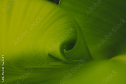 Young banana leaves. Green Natural Background. The effect of sunlight on green banana leaves.