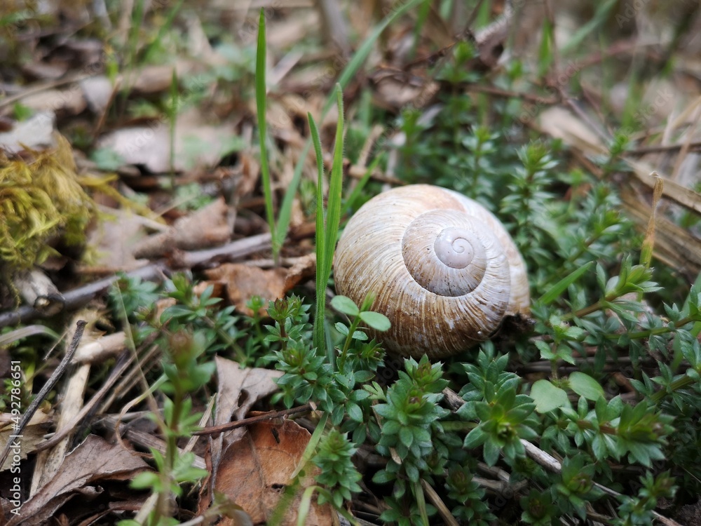 Schnecke in Deutschland Schnecke in Deutschland
