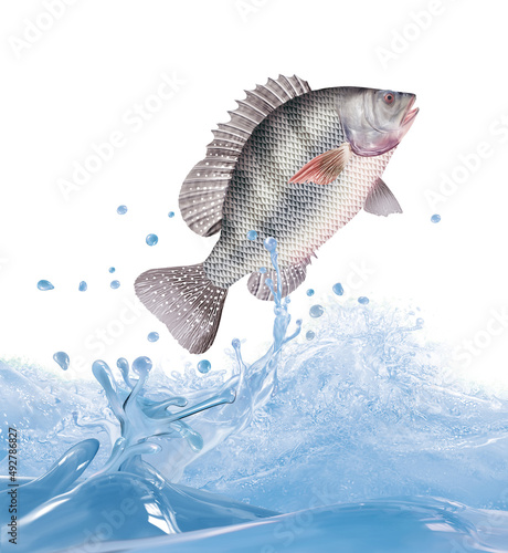 poisson  tilapia   animal  isol    bulle  congel    sauter  frais  glac    froid  p  che  eau  aliment  oc  an  attraper  blanc  eau douce  nature  fleuve  ailette  aquarium  lac  queue    caill    brut  bou