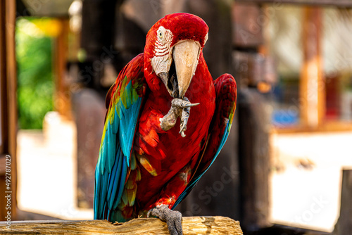 Kolorowa tropikalna papuga z czerwonymi, zielonymi i niebieskimi piórami i dużym dziobem, siedzi na gałęzi w dżungli w ciepły, słoneczny, letni dzień.