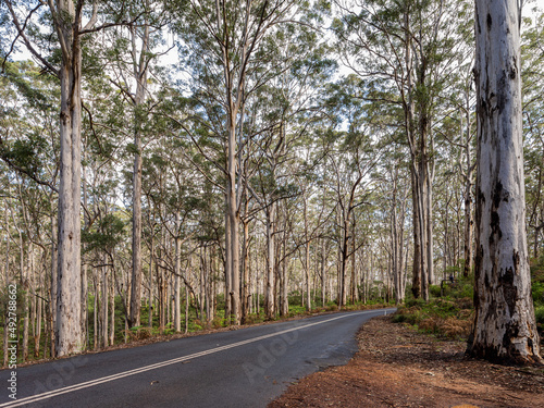 Empty road winding through Boranup Forest, Margaret River region of Western Australia