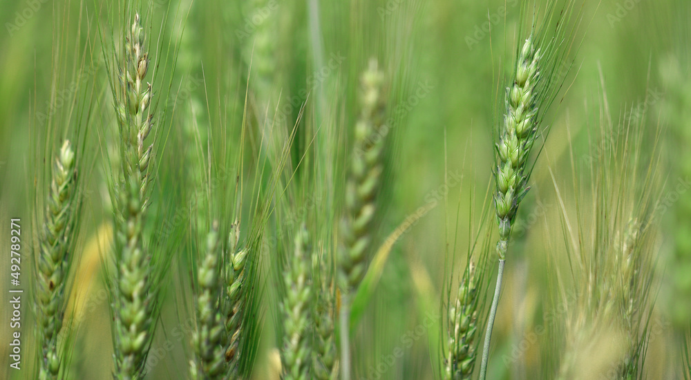 Green wheat field. Agriculture farm and farming concept Green wheat field. Agriculture farm and farming concept