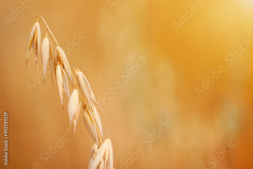 Golden wheat fields. The fully ripe wheat is ready to be harvested. Oats, rye, barley. wheat farming.