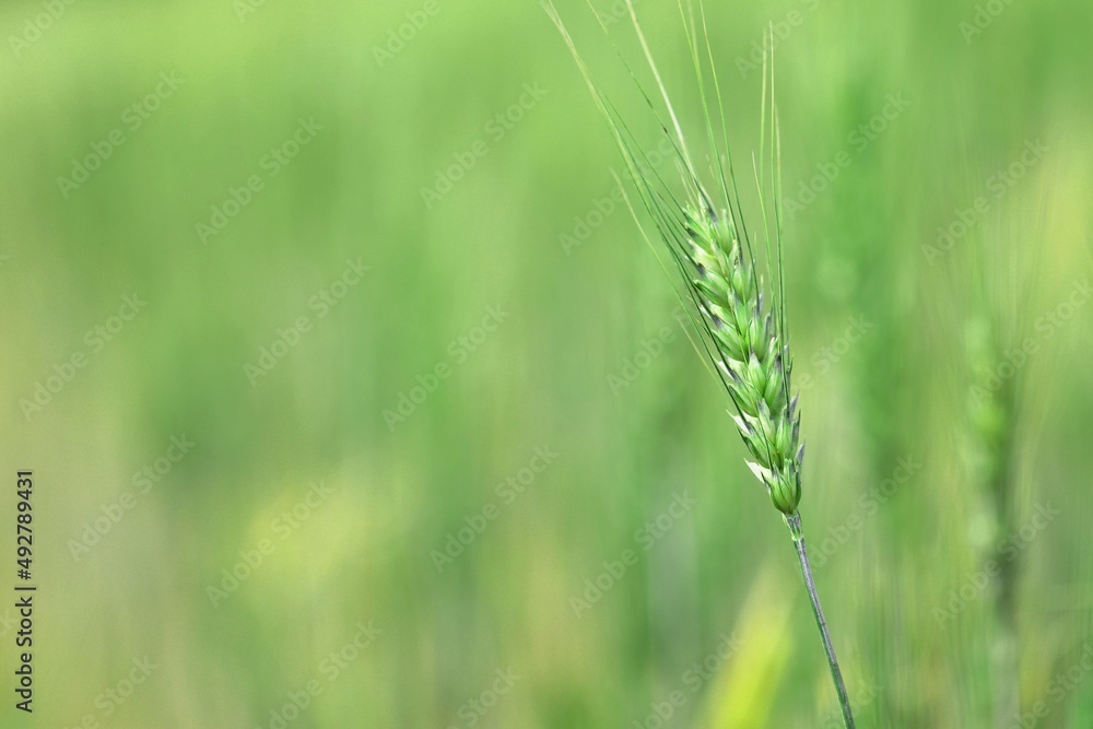 Green wheat field. Agriculture farm and farming concept Green wheat field. Agriculture farm and farming concept