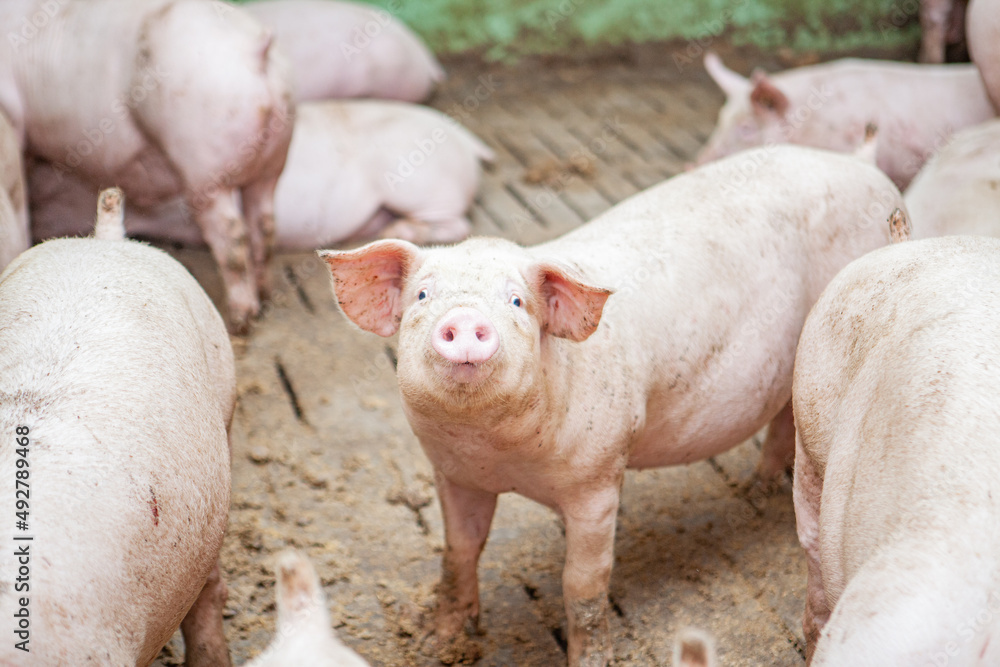Schwein im Schweinestall Schwein im Schweinestall