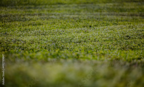 A view of a fresh green tea field