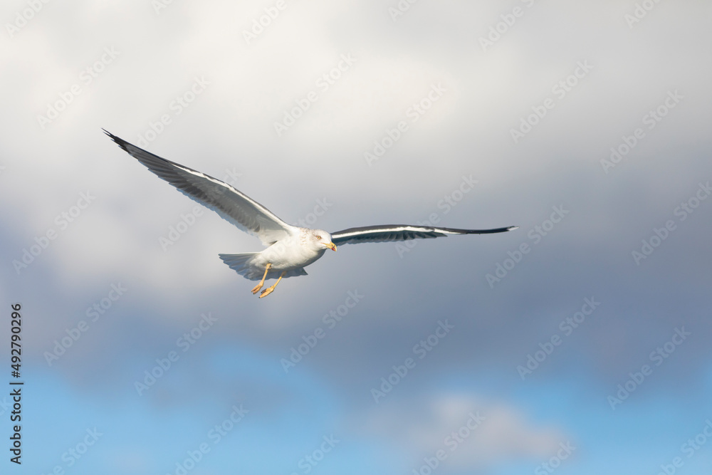 Fototapeta premium Gaviota sombría (Larus fuscus) volando sobre un cielo azúl con nubes. Diciembre. Tarragona, España, Mar Mediterráneo.