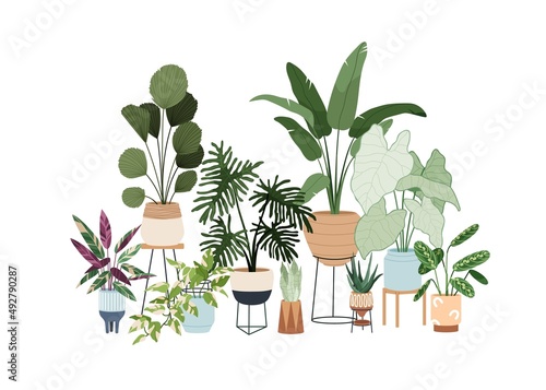 Potted house plants composition. Green-leaf houseplants and succulents in planters, baskets, flowerpots. Indoor home garden. Foliage decoration. Flat vector illustration isolated on white background