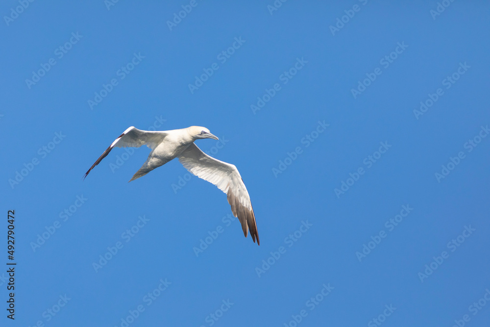 alcatraz común o alcatraz atlántico (Morus bassanus) volando sobre un cielo azúl alcatraz común o alcatraz atlántico (Morus bassanus) volando sobre un cielo azúl