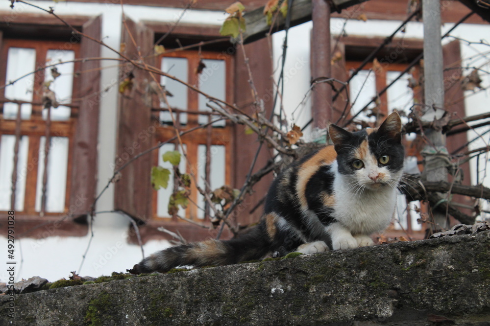 cat in the street