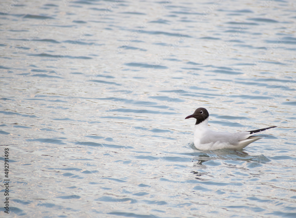 A black headed gull in a wetland A black headed gull in a wetland
