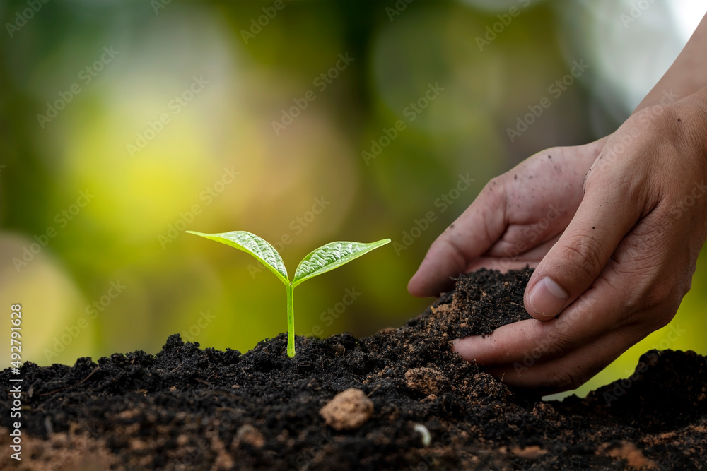 Naklejka premium Farmer's hand planting seedlings or trees in the soil and blurry green nature background.