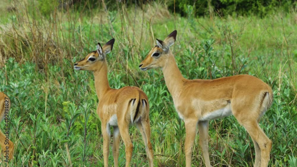 Herd Of Young Springbok On Lush Bushland At Moremi Game Reserve In Botswana. Close Up Herd Of Young Springbok On Lush Bushland At Moremi Game Reserve In Botswana. Close Up