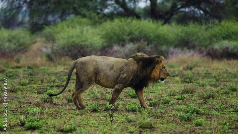Adult Male Lion Walking Across Savannah Of Central Kalahari Game Reserve In Botswana. Tracking Shot Adult Male Lion Walking Across Savannah Of Central Kalahari Game Reserve In Botswana. Tracking Shot