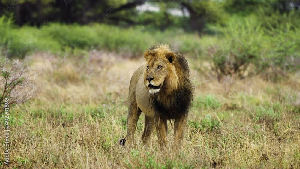 King of beasts standing quietly by the bushes - Kalahari, Africa King of beasts standing quietly by the bushes - Kalahari, Africa