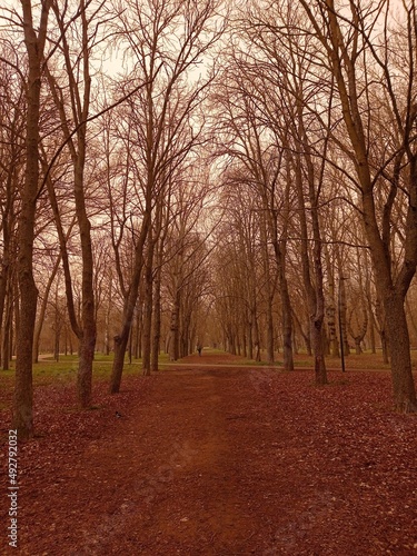 Paisaje de bosque en un d  a de calima. 