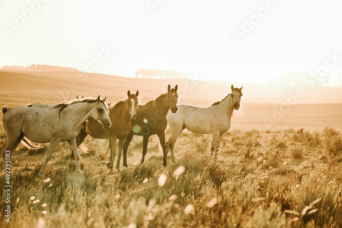 Horses © Victoria