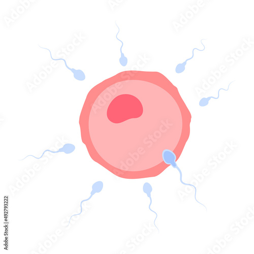 Sperm runs into the female ovary to fertilize a woman's pregnancy.