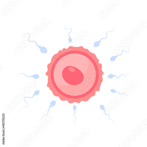 Sperm runs into the female ovary to fertilize a woman's pregnancy.