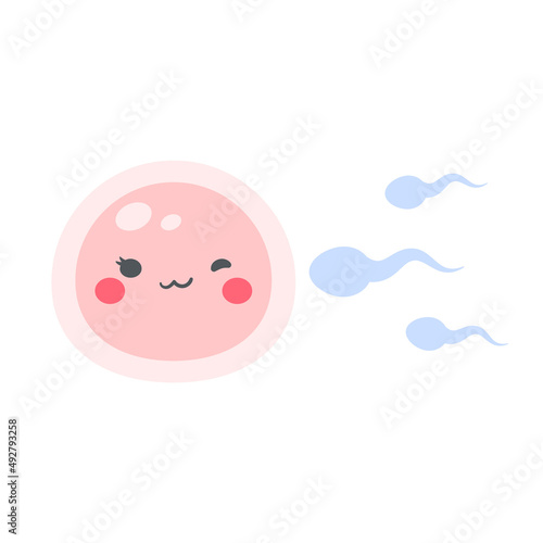 Sperm runs into the female ovary to fertilize a woman's pregnancy.