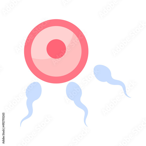 Sperm runs into the female ovary to fertilize a woman's pregnancy.