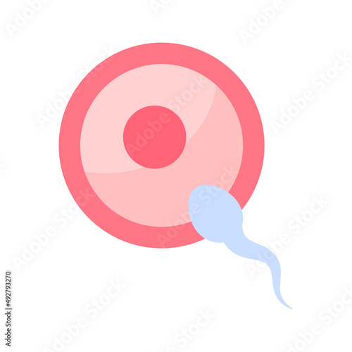 Sperm runs into the female ovary to fertilize a woman's pregnancy.