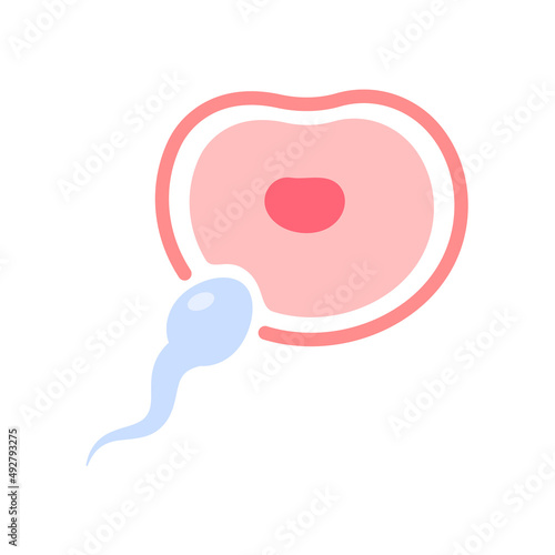 Sperm runs into the female ovary to fertilize a woman's pregnancy.