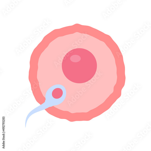 Sperm runs into the female ovary to fertilize a woman's pregnancy.