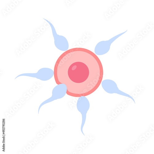 Sperm runs into the female ovary to fertilize a woman's pregnancy.