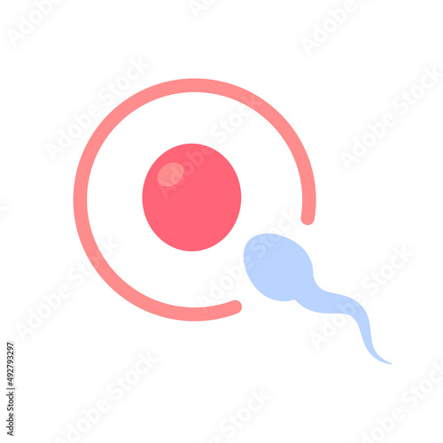 Sperm runs into the female ovary to fertilize a woman's pregnancy.